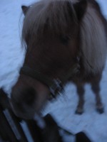 /album/pferdespass-und-reitergluck/img-0075-jpg/