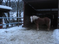 /album/pferdespass-und-reitergluck/img-0070-jpg/