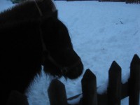 /album/pferdespass-und-reitergluck/img-0074-jpg/