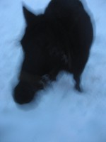 /album/pferdespass-und-reitergluck/img-0076-jpg/